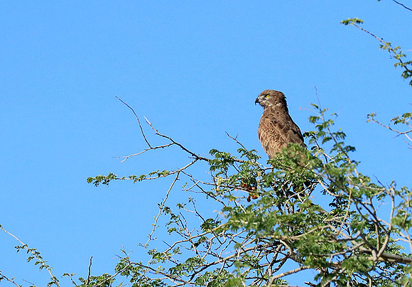 Brown snake eagle - Etosha