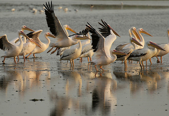 Pelicans in the lagoon
