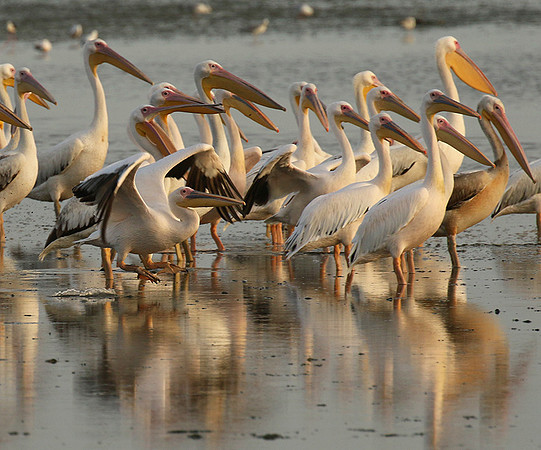 Pelicans in the lagoon
