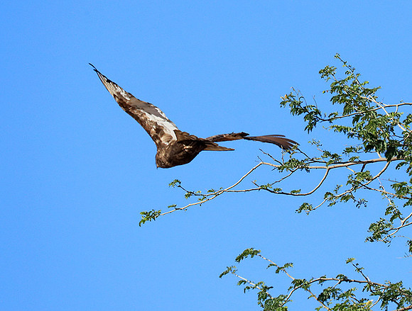 Brown snake eagle - Etosha