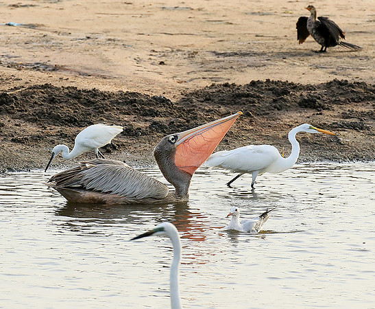 Pelicans in the lagoon