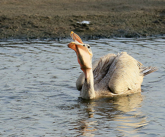 Pelicans in the lagoon