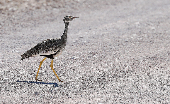 Northern black korhaan (female) - Ongava - Namibia