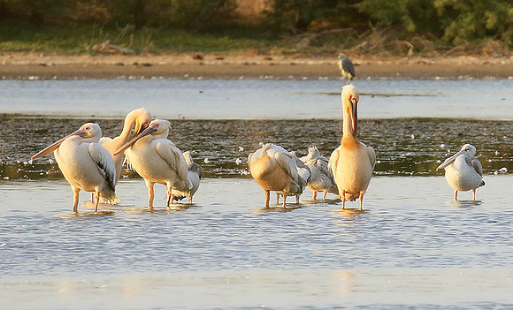 Pelicans in the lagoon