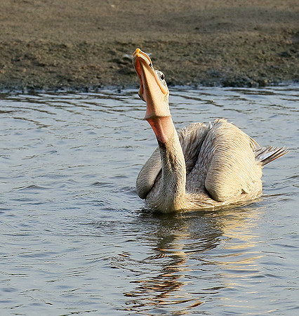 Pelicans in the lagoon