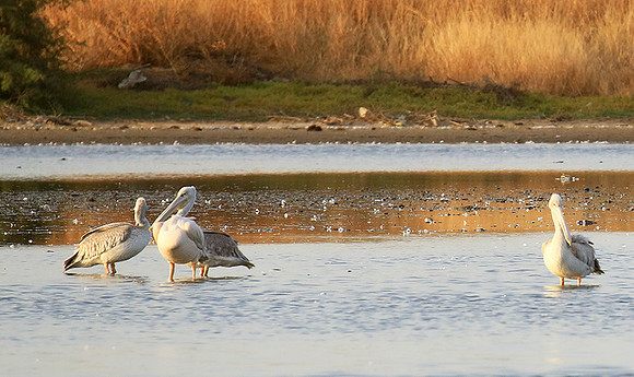 Pelicans in the lagoon