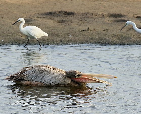 Pelicans in the lagoon