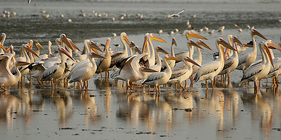 Pelicans in the lagoon
