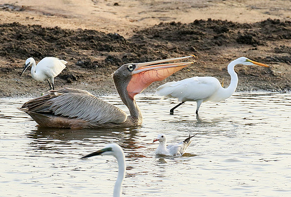 Pelicans in the lagoon