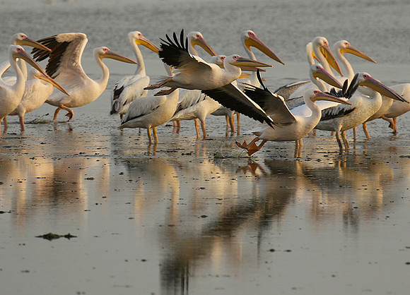 Pelicans in the lagoon