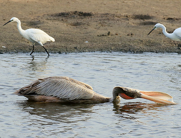 Pelicans in the lagoon