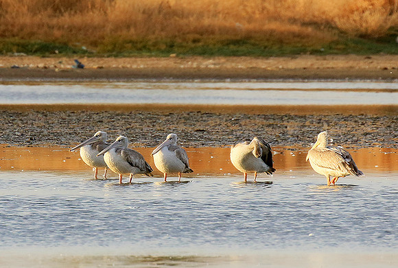 Pelicans in the lagoon