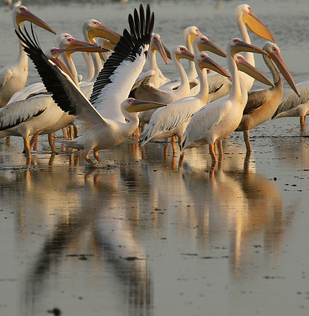 Pelicans in the lagoon