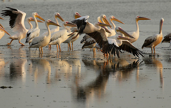 Pelicans in the lagoon