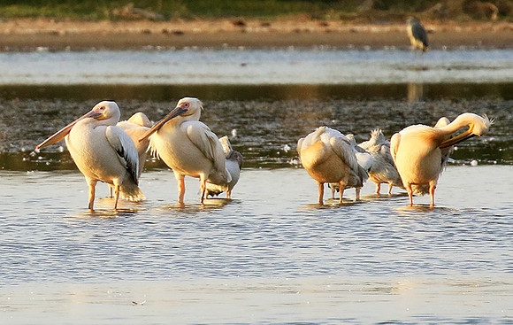 Pelicans in the lagoon