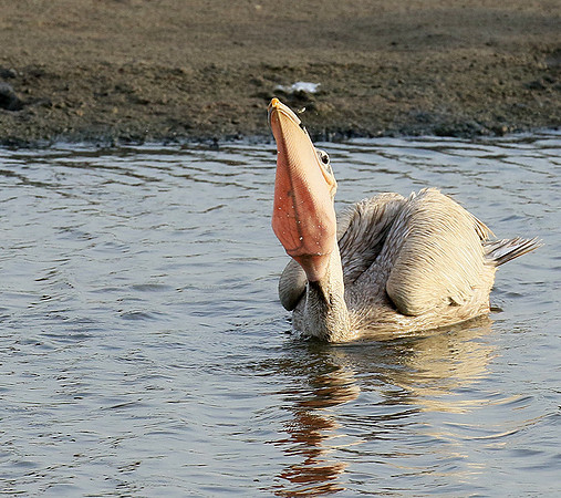 Pelicans in the lagoon