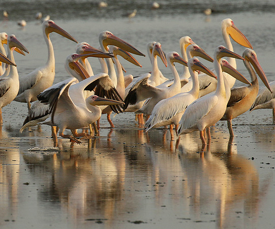 Pelicans in the lagoon