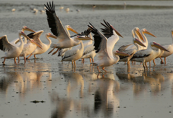 Pelicans in the lagoon