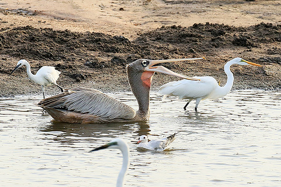 Pelicans in the lagoon