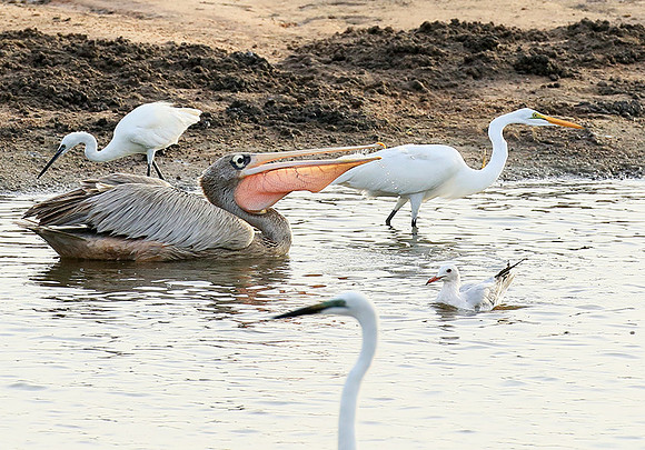 Pelicans in the lagoon