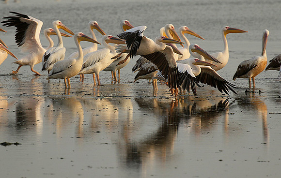 Pelicans in the lagoon