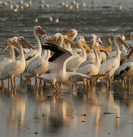 Pelicans in the lagoon