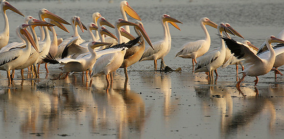 Pelicans in the lagoon