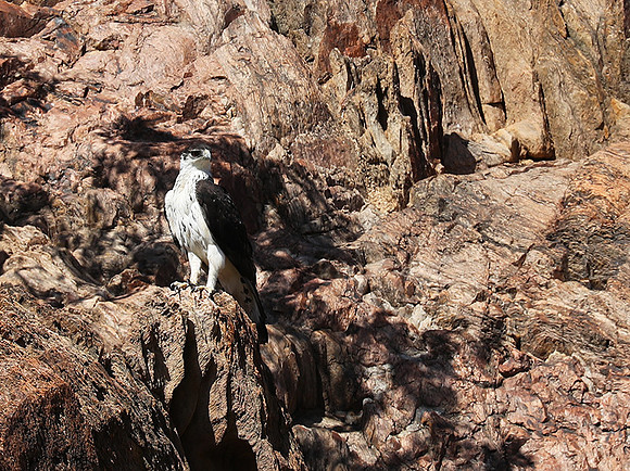 African hawk eagle