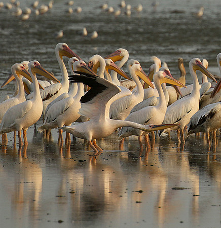 Pelicans in the lagoon