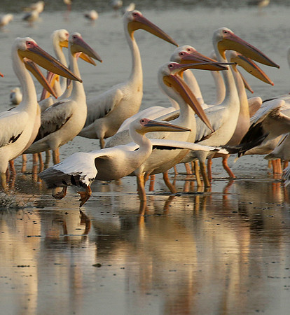 Pelicans in the lagoon