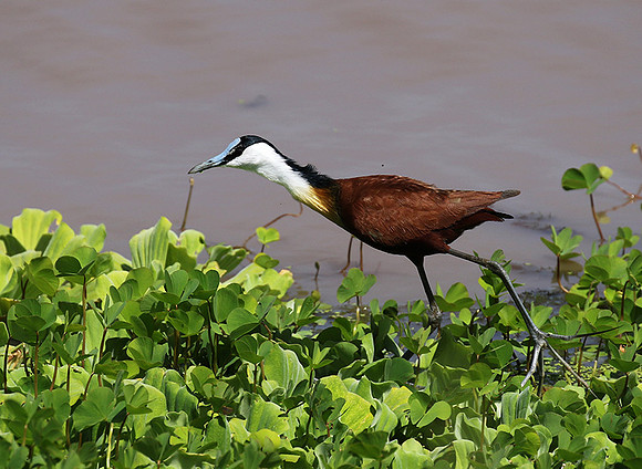 African jacana - Grumeti (Serengeti)