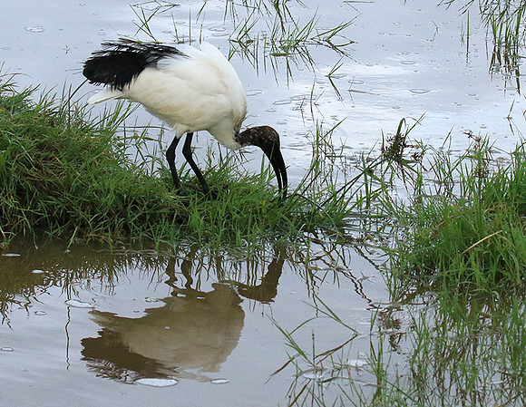 Sacred ibis - Ngorongoro