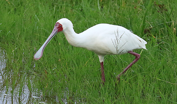 African spoonbill - Ngorongoro