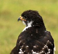Augur buzzard - Ngorongoro