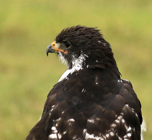 Augur buzzard - Ngorongoro
