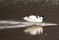 Ngorongoro
