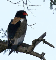 Ngorongoro