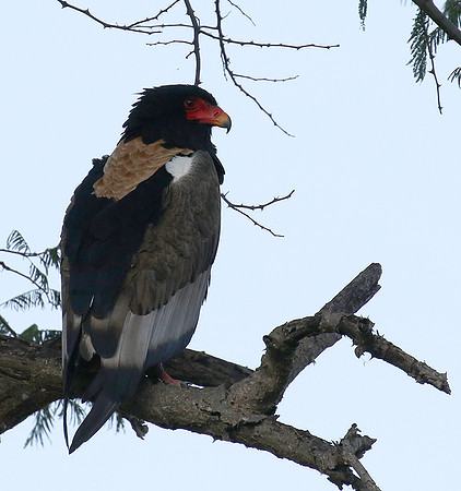 Ngorongoro