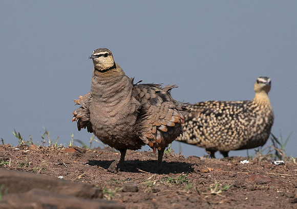 Black-faced sangrouses - Grumeti