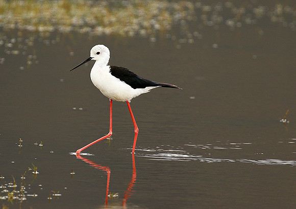 Black-winged stilt - Ngorongoro