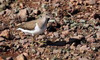 Common sandpiper
