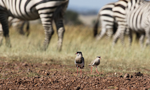 Crowned lapwing - Ngorongoro