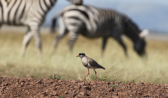 Crowned lapwing - Ngorongoro