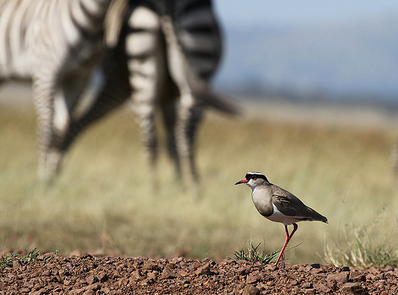 Crowned lapwing - Ngorongoro