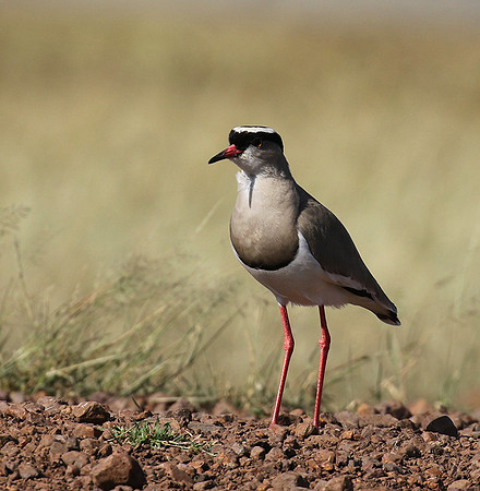Crowned lapwing - Ngorongoro