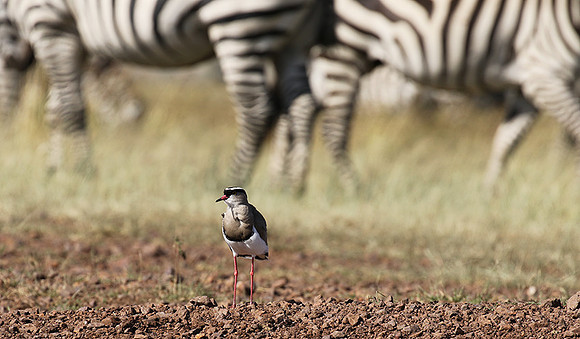 Crowned lapwing - Ngorongoro