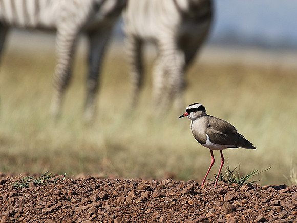 Crowned lapwing - Ngorongoro