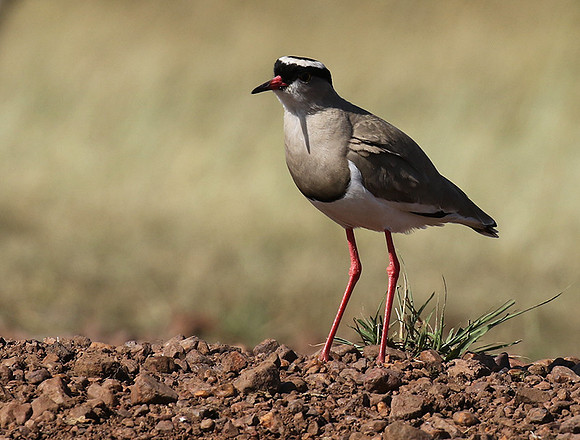 Crowned lapwing - Ngorongoro