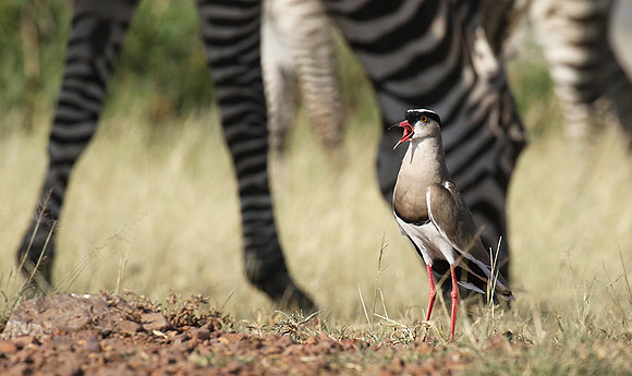Crowned lapwing - Ngorongoro