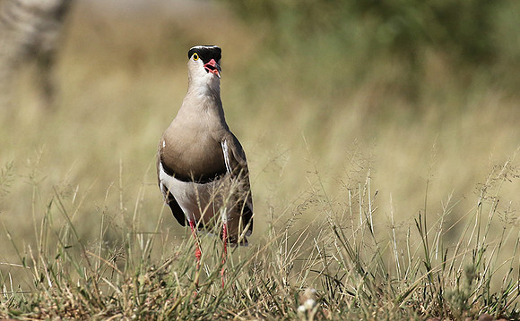 Crowned lapwing - Ngorongoro